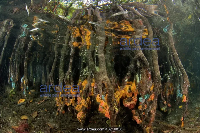 : Indian Ocean, Indonesia, Raja Ampat, Misool : Indian Ocean, Indonesia, Raja Ampat, Misool