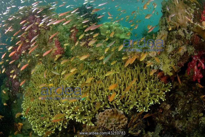 : Indian Ocean, Indonesia, Raja Ampat. Reef : Indian Ocean, Indonesia, Raja Ampat. Reef