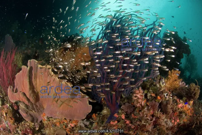 : Indian Ocean, Indonesia, Raja Ampat. Reef : Indian Ocean, Indonesia, Raja Ampat. Reef