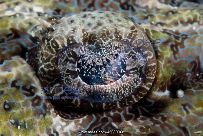 : Indian Ocean, Indonesia, Sulawesi Island : Indian Ocean, Indonesia, Sulawesi Island