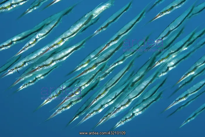 : Indian Ocean, Indonesia, Sulawesi Island : Indian Ocean, Indonesia, Sulawesi Island