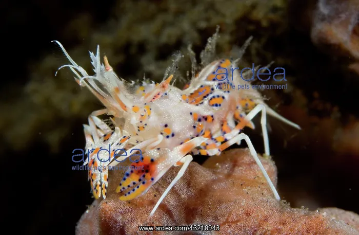 : Indian Ocean, Indonesia, Sulawesi Island : Indian Ocean, Indonesia, Sulawesi Island