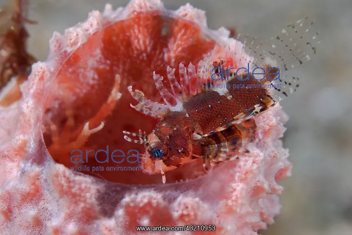 : Indian Ocean, Indonesia, Sulawesi Island : Indian Ocean, Indonesia, Sulawesi Island