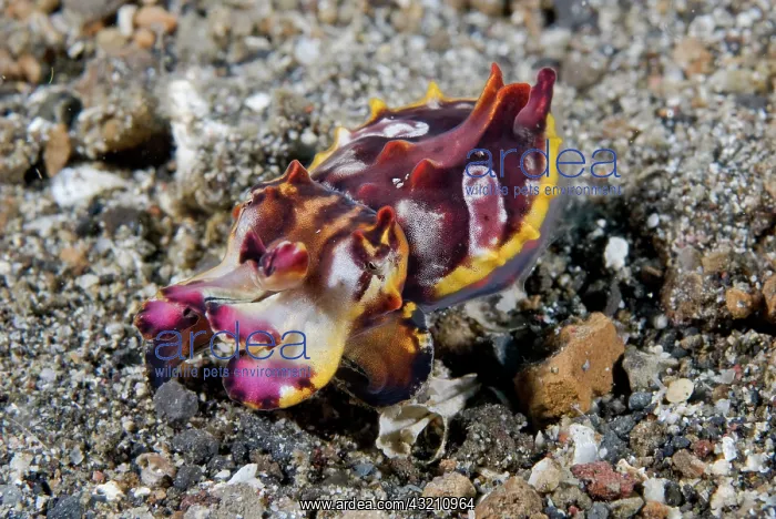: Indian Ocean, Indonesia, Sulawesi Island : Indian Ocean, Indonesia, Sulawesi Island