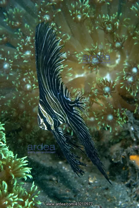 : Indian Ocean, Indonesia, Sulawesi Island : Indian Ocean, Indonesia, Sulawesi Island