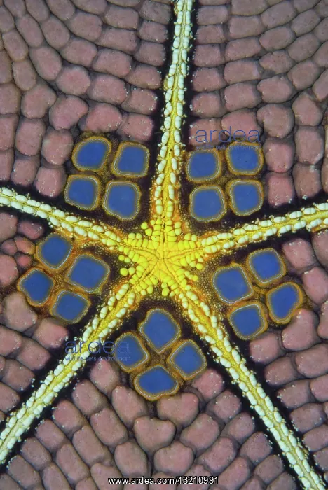 : Indian Ocean, Indonesia, Sulawesi Island : Indian Ocean, Indonesia, Sulawesi Island