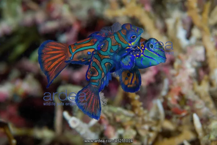 : Indian Ocean, Indonesia, Sulawesi Island : Indian Ocean, Indonesia, Sulawesi Island