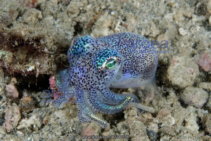 : Indian Ocean, Indonesia, Sulawesi Island : Indian Ocean, Indonesia, Sulawesi Island