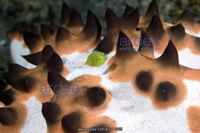 : Indian Ocean, Indonesia, Sulawesi Island : Indian Ocean, Indonesia, Sulawesi Island