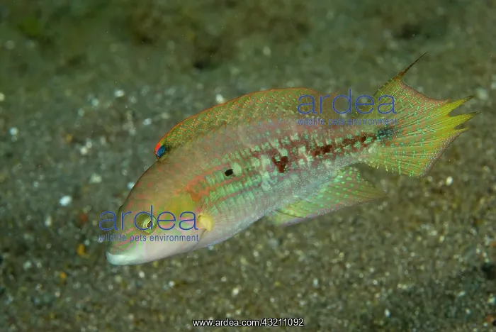 : Indian Ocean, Indonesia, Sulawesi Island : Indian Ocean, Indonesia, Sulawesi Island