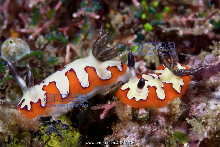 : Indian Ocean, Indonesia, Sulawesi Island : Indian Ocean, Indonesia, Sulawesi Island