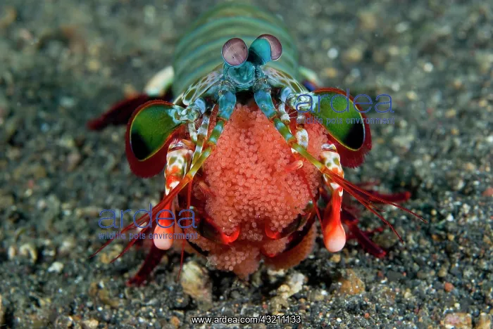 : Indian Ocean, Indonesia, Sulawesi Island : Indian Ocean, Indonesia, Sulawesi Island