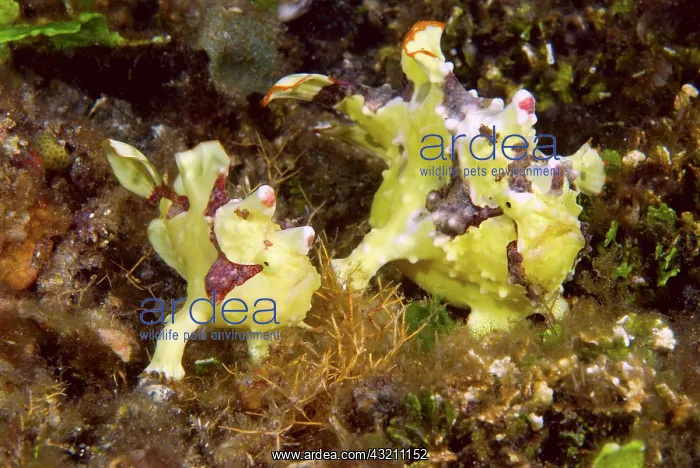 : Indian Ocean, Indonesia, Sulawesi Island : Indian Ocean, Indonesia, Sulawesi Island