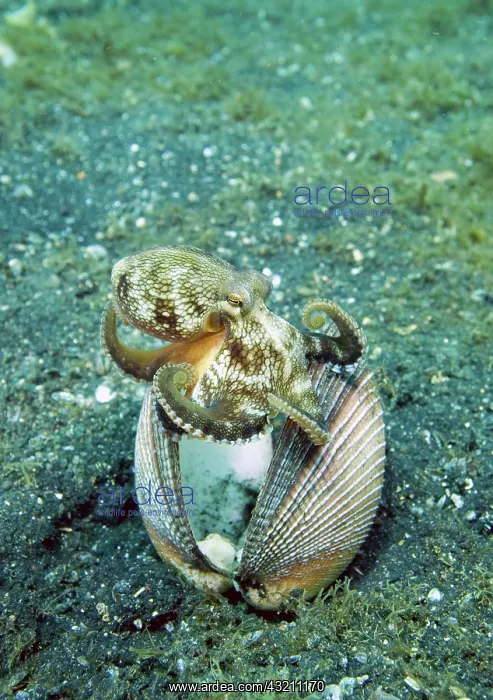 : Indian Ocean, Indonesia, Sulawesi Island : Indian Ocean, Indonesia, Sulawesi Island