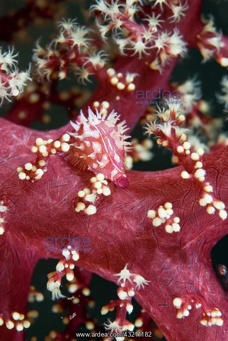 : Indian Ocean, Indonesia, Sulawesi Island : Indian Ocean, Indonesia, Sulawesi Island