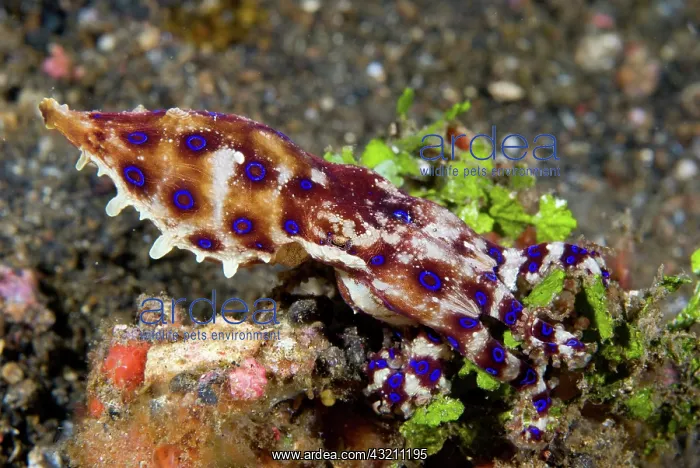 : Indian Ocean, Indonesia, Sulawesi Island : Indian Ocean, Indonesia, Sulawesi Island