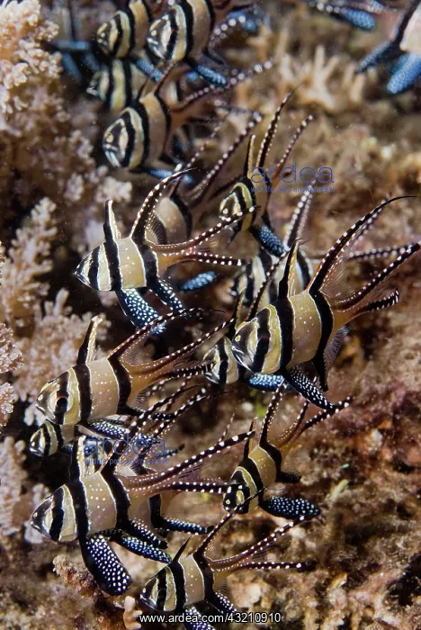 : Indian Ocean, Indonesia, Sulawesi, Lembeh : Indian Ocean, Indonesia, Sulawesi, Lembeh