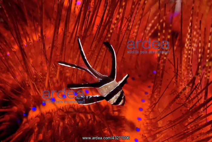  : Indian Ocean, Indonesia, Sulawesi, Lembeh