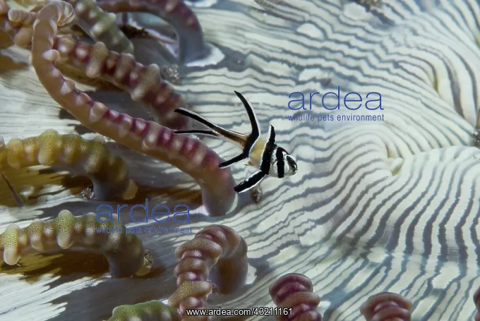 : Indian Ocean, Indonesia, Sulawesi, Lembeh : Indian Ocean, Indonesia, Sulawesi, Lembeh