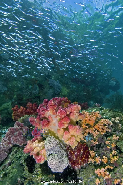 : Indian Ocean, Indonesia, Triton Bay. School : Indian Ocean, Indonesia, Triton Bay. School