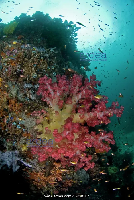 : Indian Ocean, Indonesia, Triton Bay. Soft : Indian Ocean, Indonesia, Triton Bay. Soft