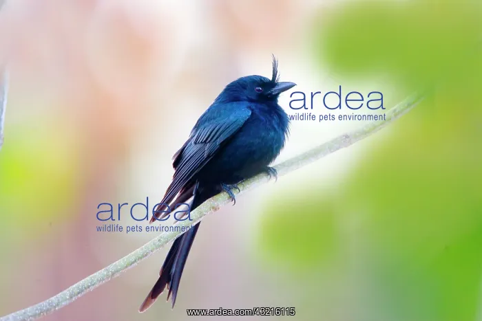 : Indian Ocean, Madagascar. Close-up of crested : Indian Ocean, Madagascar. Close-up of crested