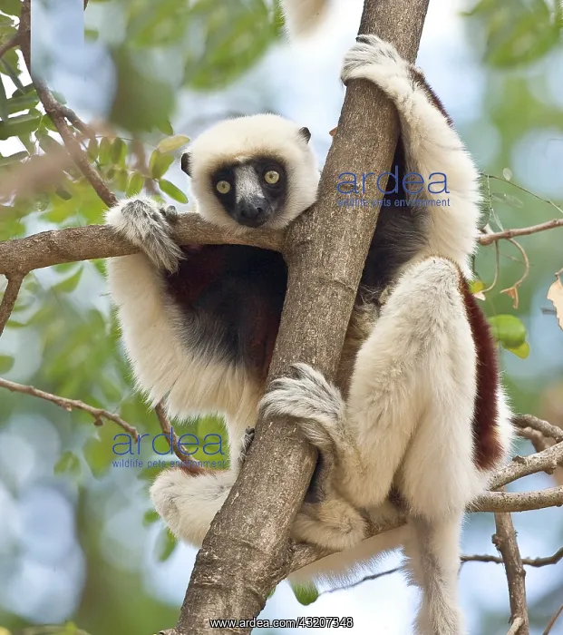: Indian Ocean, Madagascar. Close-up of sifaka : Indian Ocean, Madagascar. Close-up of sifaka