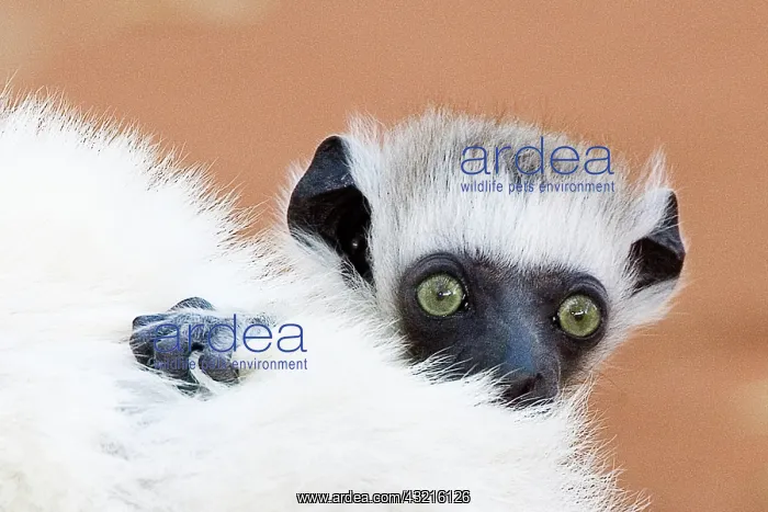 : Indian Ocean, Madagascar. Close-up of Verreau's : Indian Ocean, Madagascar. Close-up of Verreau's