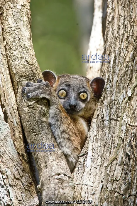 : Indian Ocean, Madagascar. Close-up of white-footed : Indian Ocean, Madagascar. Close-up of white-footed