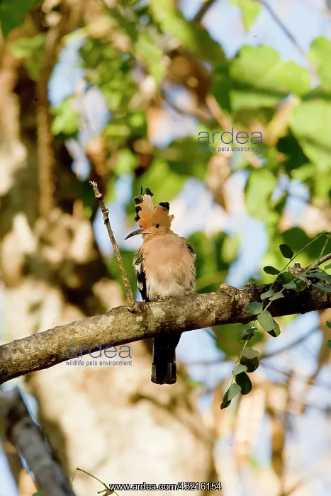 : Indian Ocean, Madagascar. Hoopoe bird perched : Indian Ocean, Madagascar. Hoopoe bird perched