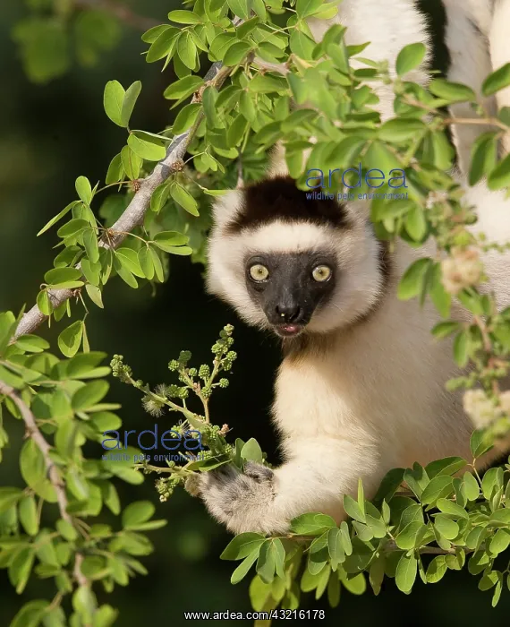 : Indian Ocean, Madagascar. Verreaux's sifaka : Indian Ocean, Madagascar. Verreaux's sifaka