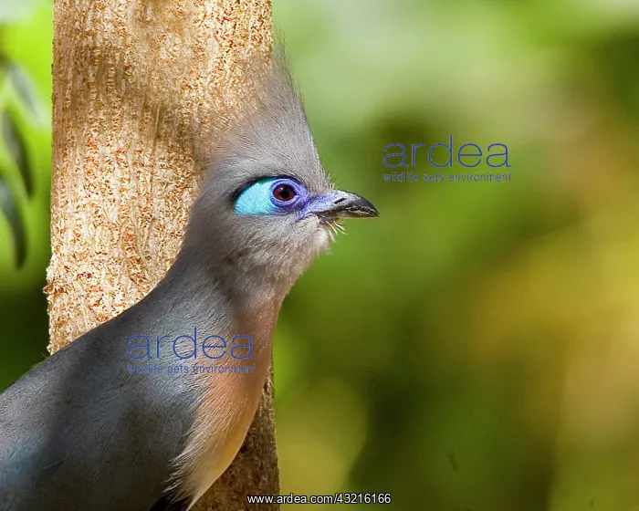 : Indian Ocean, Madagascar. Side view of crested : Indian Ocean, Madagascar. Side view of crested