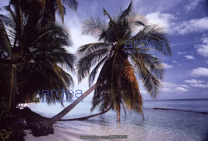  : INDIAN OCEAN - MALDIVES, Beach & Coconut Palms