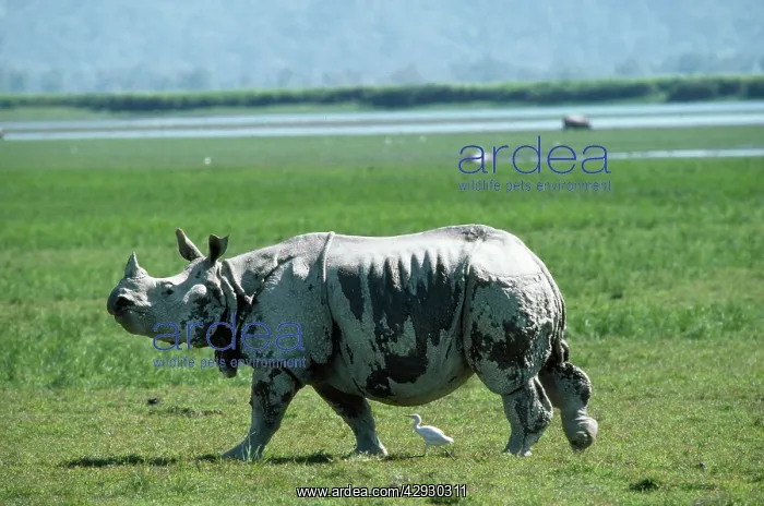 : Indian One-horned Rhinoceros : Indian One-horned Rhinoceros