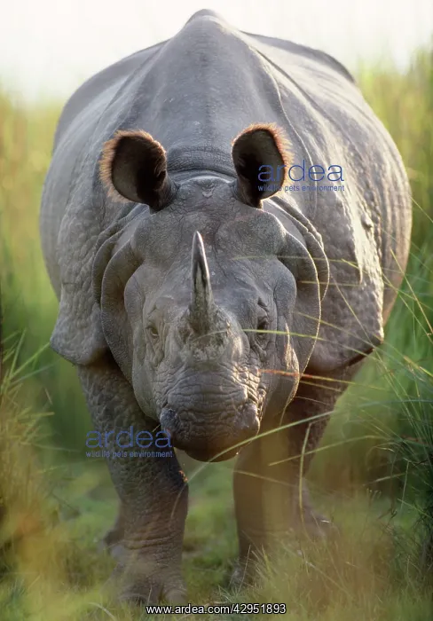 : Indian One-horned Rhinoceros : Indian One-horned Rhinoceros