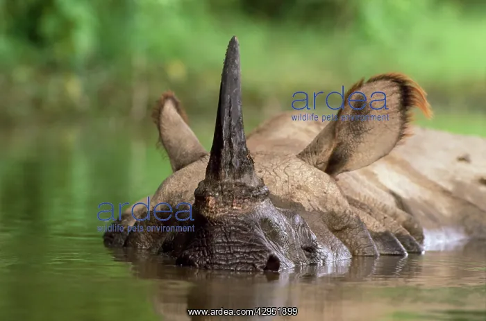 : Indian One-horned Rhinoceros : Indian One-horned Rhinoceros
