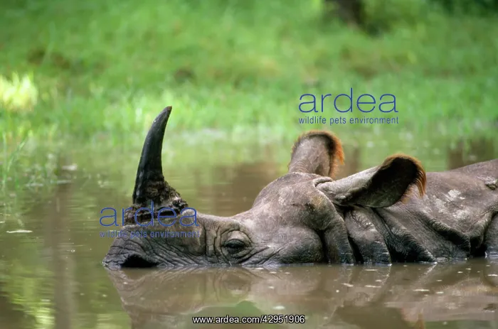 : Indian One-horned Rhinoceros : Indian One-horned Rhinoceros