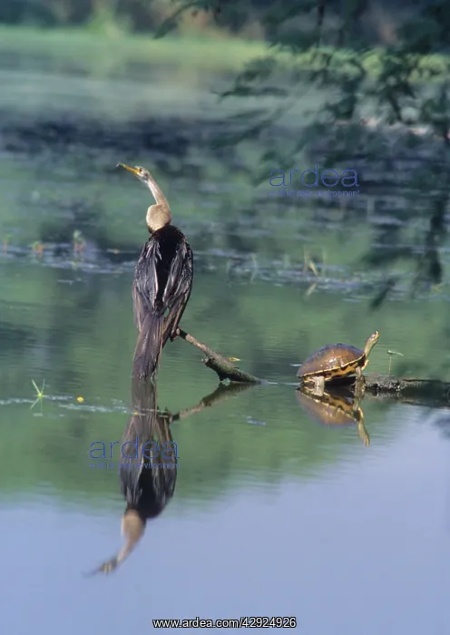 : Indian / Oriental Darter Snakebird : Indian / Oriental Darter Snakebird