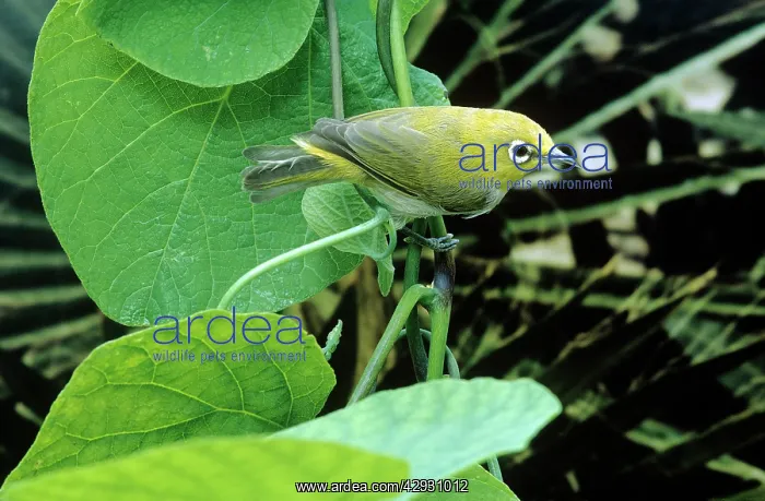 : INDIAN / ORIENTAL WHITE EYE : INDIAN / ORIENTAL WHITE EYE