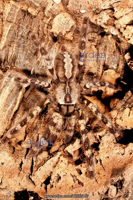 : Indian Ornamental Tree Spider, Poecilotheria : Indian Ornamental Tree Spider, Poecilotheria