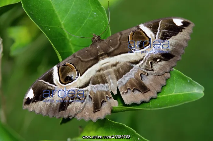: Indian Owlet Moth : Indian Owlet Moth