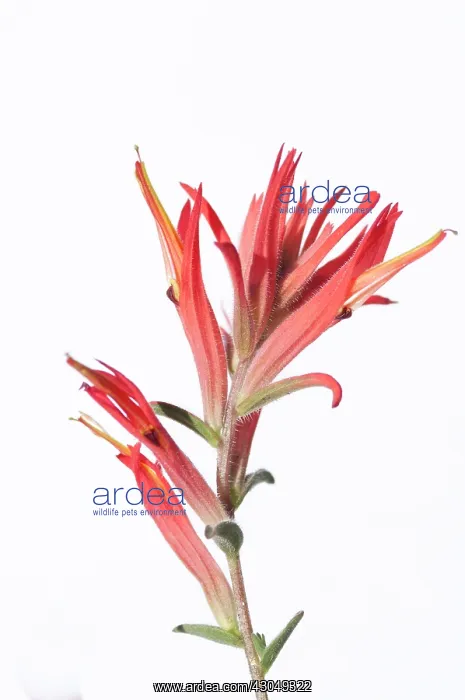 : Indian paintbrush : Indian paintbrush