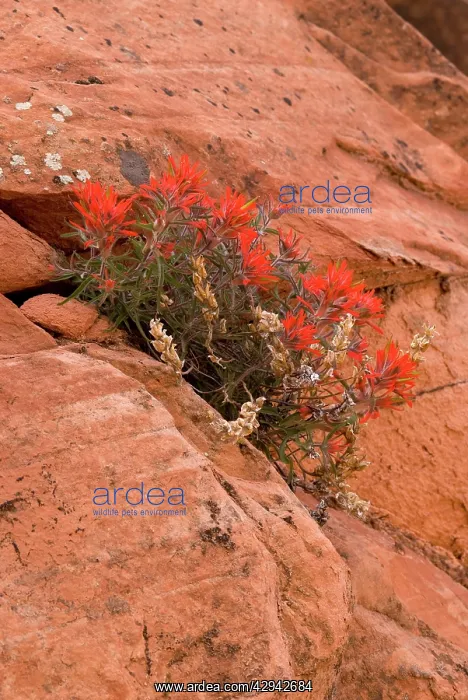 : Indian paintbrush growing in rock : Indian paintbrush growing in rock