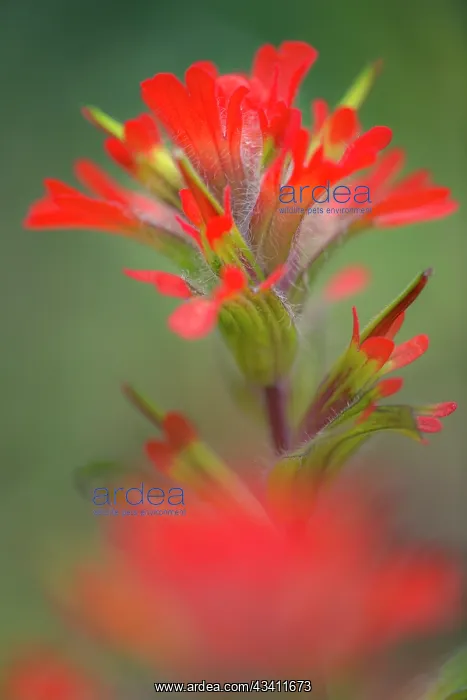 : Indian paintbrush, Olympic National Park, Washington State : Indian paintbrush, Olympic National Park, Washington State