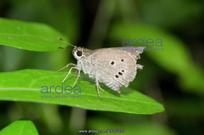 : Indian Palm Bob Butterfly on leaf - Saba, Bali : Indian Palm Bob Butterfly on leaf - Saba, Bali