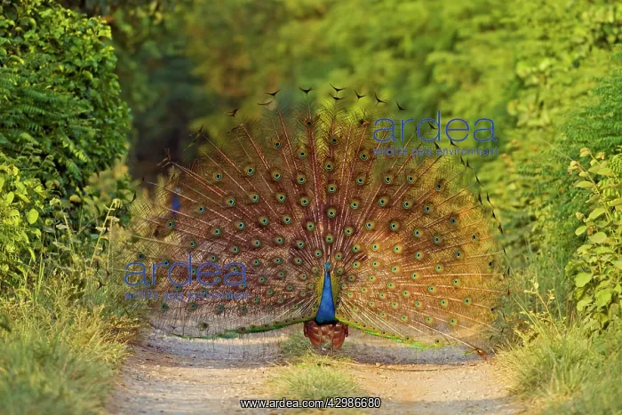  : Indian Peacock - displaying. Corbett National