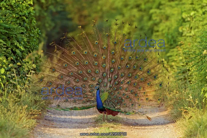 : Indian Peacock - displaying. Corbett National : Indian Peacock - displaying. Corbett National