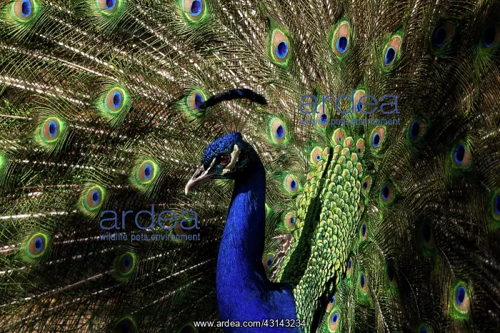 : Indian peacock male displaying : Indian peacock male displaying