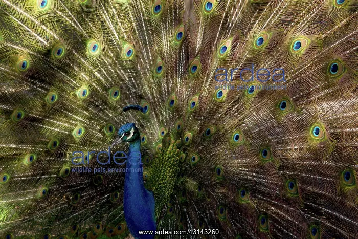 : Indian peacock male displaying : Indian peacock male displaying