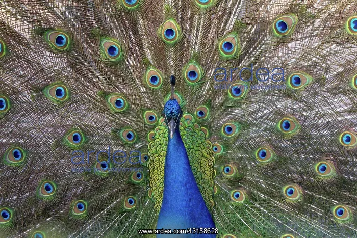 : Indian peacock male displaying : Indian peacock male displaying